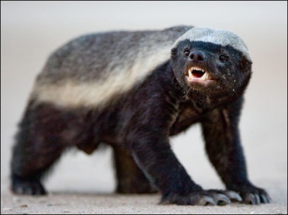 Honey Badgers